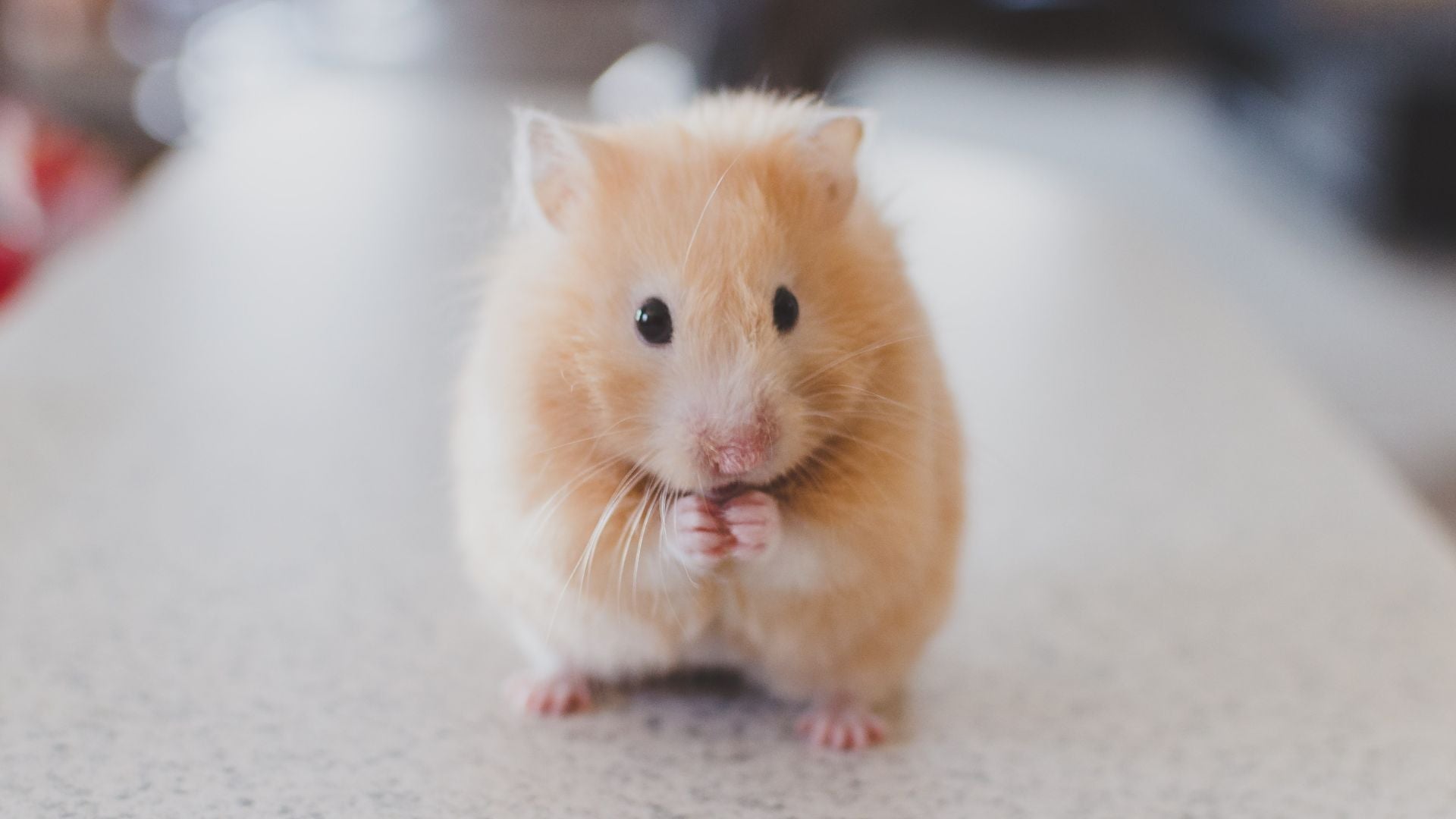 ¿Cruelty free, vegano o ambos?
